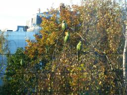 leentje - herfststad